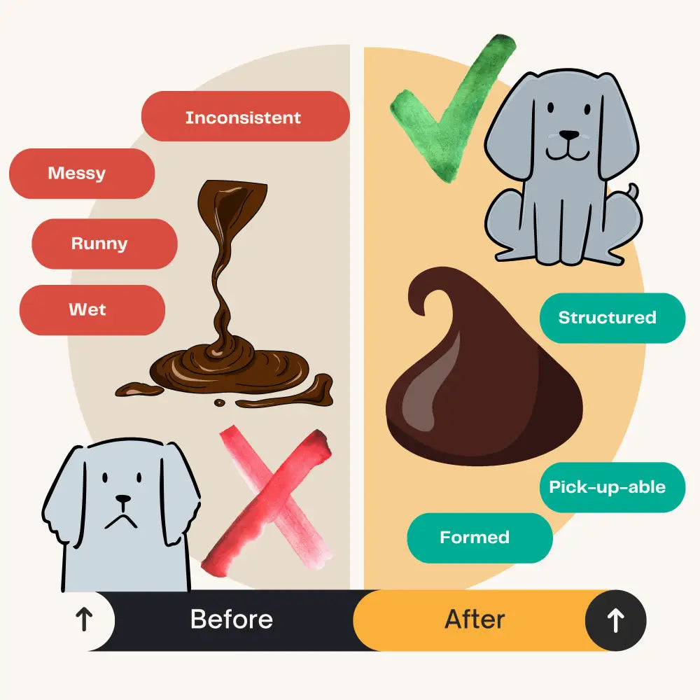 Pumpkin Powder for Dogs: Digestion Aid